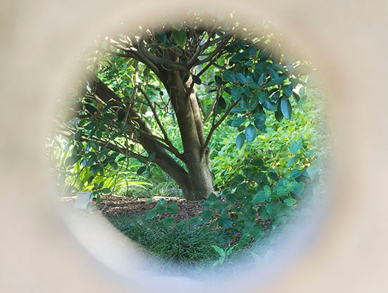 Peeping through the Oriental Garden