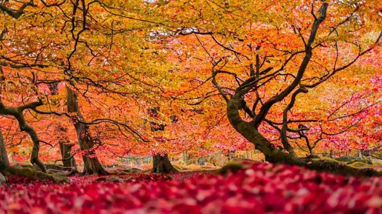 12373233_896845630383566_3791652096090633817_n